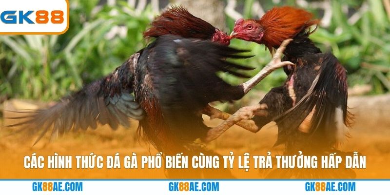 Các hình thức đá gà phổ biến cùng tỷ lệ trả thưởng hấp dẫn