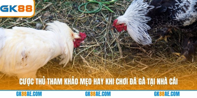Cược thủ tham khảo mẹo hay khi chơi đá gà tại nhà cái