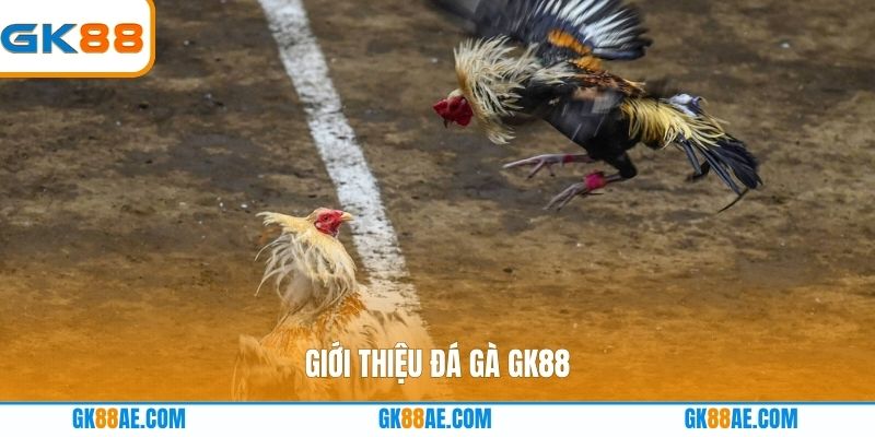 Giới thiệu Đá gà GK88